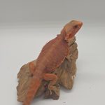 Pogona Vitticeps
Red hypo leatherback trans
dragon barbu
femelle