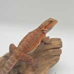 Pogona Vitticeps
Super Red trans
dragon barbu
Male