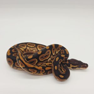 python regius /python royal
black pastel orange dream
100% het piebald
femelle