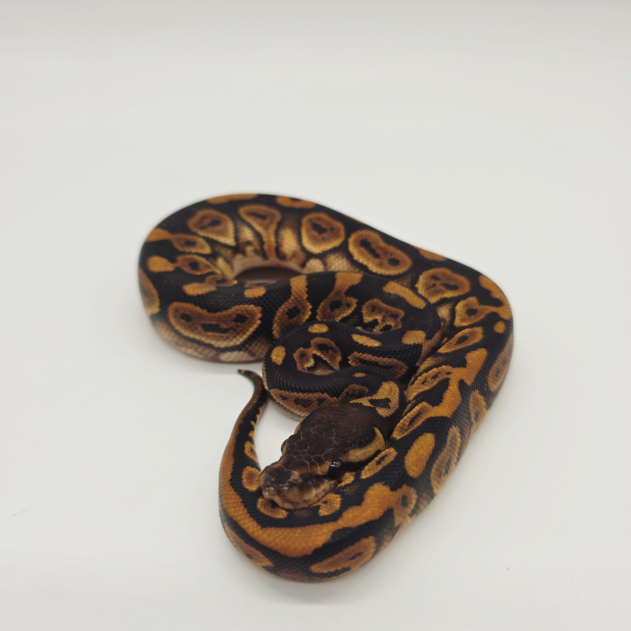 python regius /python royal black pastel orange dream 100% het piebald ...