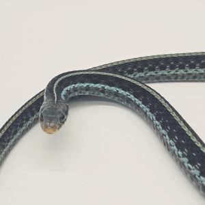thamnophis sirtalis similis
serpent jarretière bande bleu
male