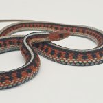 Thamnophis sirtalis infernalis 
serpent jarretière 
male -