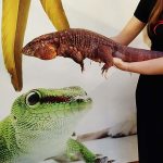 Tegu géant rouge
Tupinambis Rufescens
Salvator Rufescens
male adulte