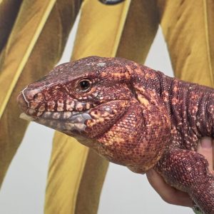 Tegu géant rouge
Tupinambis Rufescens
Salvator Rufescens
male adulte