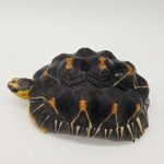 Asrochelys Radiata
Tortue rayonnée de Madagascar
femelle 10-12cm