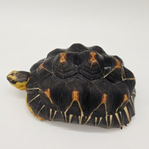 Asrochelys Radiata
Tortue rayonnée de Madagascar
femelle 10-12cm