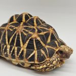 tortue étoilé d'Inde
geochelone elegans 
male 16cm