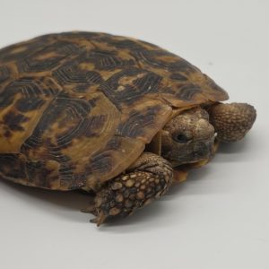 malacochersus tornieri
tortue crêpes
tortue pancake
tortue à carapace souple
femelle adulte
250229600014080