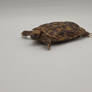 malacochersus tornieri
tortue crêpes
tortue pancake
tortue à carapace souple
femelle adulte
250229600031540