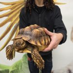 centrochelys sulcata
tortue sillonné
male 3kg
250228500052063