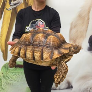 centrochelys sulcata
tortue sillonné
male 4kg
250228500052059