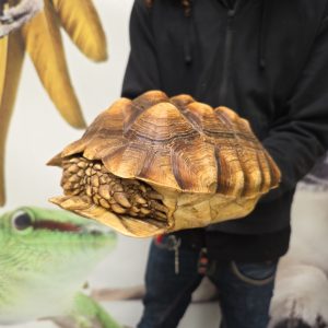 centrochelys sulcata
tortue sillonné
femelle 3kg
250229600089049