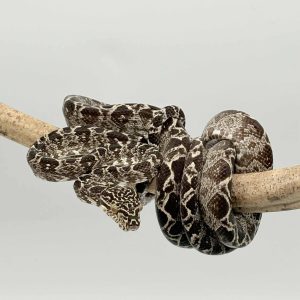 Corallus hortulanus 
Orange face centrale rouge
male sub adulte -