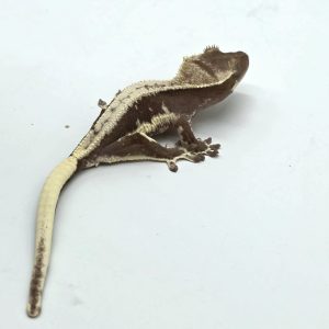 correlophus Ciliatus
axanthic lily white
no  sexé