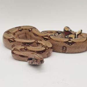 boa constrictor constrictor Surinam RedTail
boa constricteur queue rouge 
male