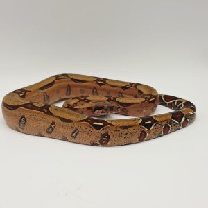 boa constrictor constrictor Surinam RedTail
boa constricteur queue rouge 
male