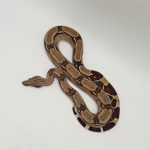 boa constrictor constrictor Surinam RedTail
boa constricteur queue rouge 
femelle