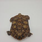 malacochersus tornieri 
tortue crêpes 
tortue pancake
tortue à carapace souple
male adulte
705230000166863