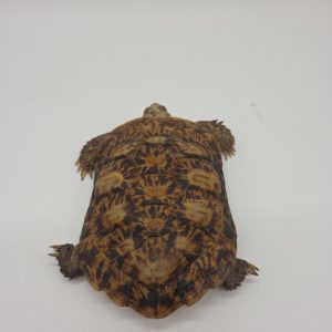 malacochersus tornieri
tortue crêpes
tortue pancake
tortue à carapace souple
male adulte
705230000166863