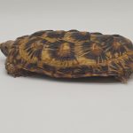 malacochersus tornieri 
tortue crêpes 
tortue pancake
tortue à carapace souple
femelle adulte 
972273000488792