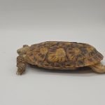 malacochersus tornieri 
tortue crêpes 
tortue pancake
tortue à carapace souple
femelle 
250229600037994