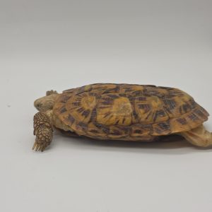 malacochersus tornieri 
tortue crêpes 
tortue pancake
tortue à carapace souple
femelle 
250229600037994