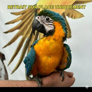 ara bleu (ara ararauna)
male ou femelle jeune
retrait sur place uniquement
2200e