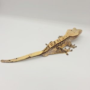 correlophus Ciliatus
Harlequin partial pinstripe
high color
male 1 an