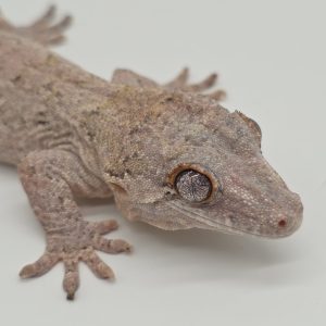 Rhacodactylus auriculatus
gecko gargouille
male