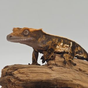 correlophus Ciliatus
Dark Harlequin full pinstripe tricolor
femelle