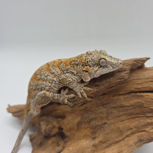 Rhacodactylus auriculatus
gecko gargouille
orange spotted
male -