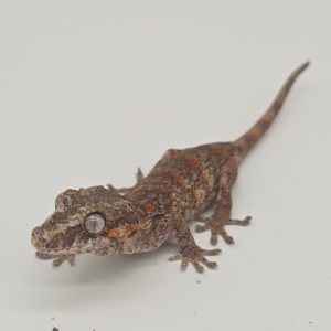 Rhacodactylus auriculatus
gecko gargouille
orange spotted
femelle présumé