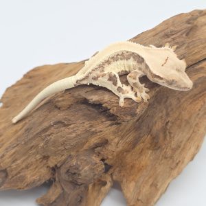 correlophus Ciliatus
extreme white lily white
femelle juv