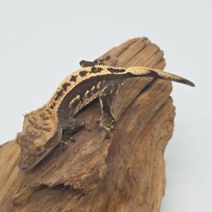 correlophus Ciliatus
extrême Dark Harlequin  full pinstripe
femelle présumé