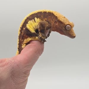 correlophus Ciliatus
dark and yellow lily white
male