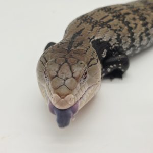 Tiliqua gigas gigas
scinque à langue bleu d'Halmahera
femelle adulte