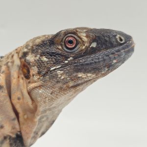 Ctenosaura Pectinata banana
Iguane noir à queue épineuse
femelle 2023
puce ifap