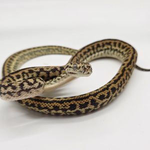 Morelia spilota Cheynei
zebra jaguar
python des jungles mutation
femelle -Nc 2025