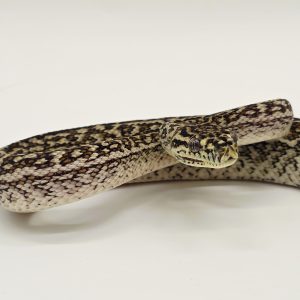 Morelia spilota Cheynei
zebra jaguar caramel
python des jungles mutation
femelle -Nc 2025