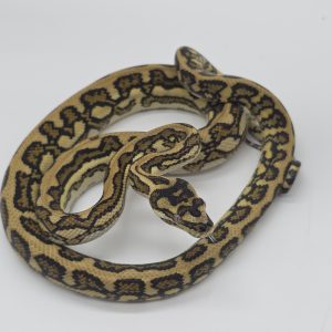 Morelia spilota spp
jaguar genetique stripe
python des jungles mutation
male -Nc 2025