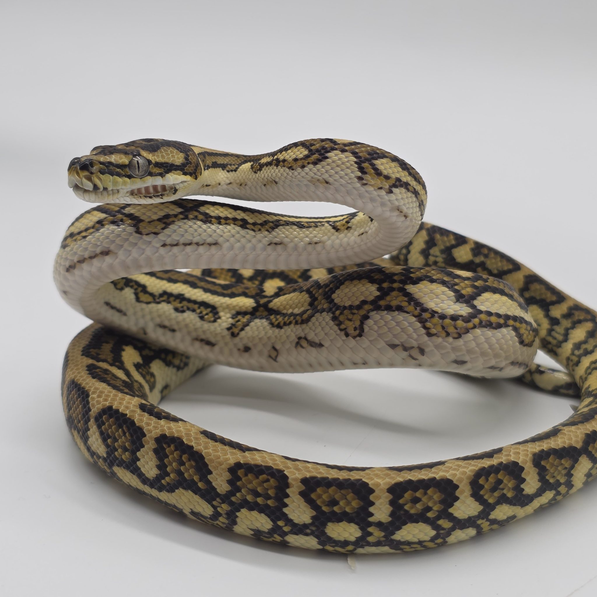 Morelia Spilota Spp Jaguar Genetique Stripe Python Des Jungles Mutation morelia-spilota-spp-jaguar-genetique-stripe-python-des-jungles-mutation