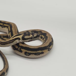 Morelia spilota spp
jaguar genetique stripe
python des jungles mutation
femelle -Nc 2025