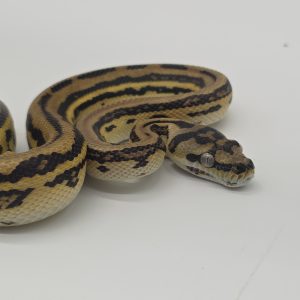 Morelia spilota spp
jaguar genetique stripe
python des jungles mutation
femelle -Nc 2025