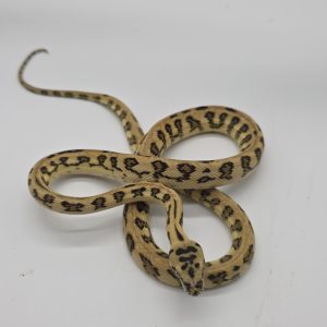 Morelia spilota spp
jaguar granite 66%het axanthic
python des jungles mutation
femelle -Nc 2025