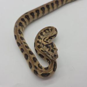 Morelia spilota spp
jaguar granite 66%het axanthic
python des jungles mutation
femelle -Nc 2025