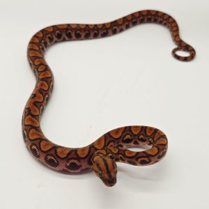 Boa arc en ciel
epicrates cenchria
male-2025-