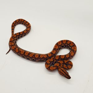 Boa arc en ciel
epicrates cenchria
male-2025-