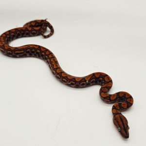 Boa arc en ciel
epicrates cenchria
femelle-2025