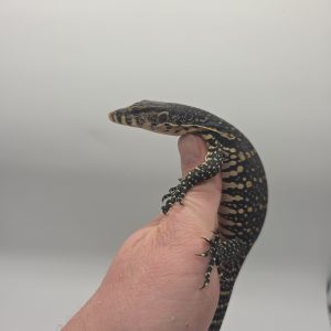 Varanus salvator
varan malais
Sumatra Localité
male
900215007018657