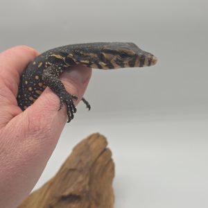 Varanus salvator
varan malais
Bintam "localité "
male
900215007018652